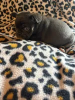 Coco, a female French Bulldog for sale in Texarkana, AR – Photo 3 of 3