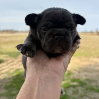 Coco, a female French Bulldog for sale in Texarkana, AR – Photo 2 of 3