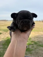 Coco, a female French Bulldog for sale in Texarkana, AR – Photo 2 of 3