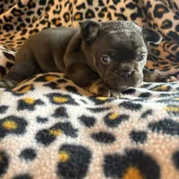 Coco, a female French Bulldog for sale in Texarkana, AR – Photo 1 of 3