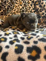 Coco, a female French Bulldog for sale in Texarkana, AR – Photo 1 of 3