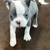 Tucker, a male Boston Terrier for sale in Texarkana, AR – Photo 1 of 5