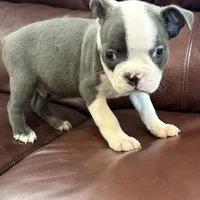 Tucker, a male Boston Terrier for sale in Texarkana, AR – Photo 4 of 5