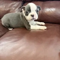 Tucker, a male Boston Terrier for sale in Texarkana, AR – Photo 5 of 5