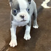 Tucker, a male Boston Terrier for sale in Texarkana, AR – Photo 2 of 5