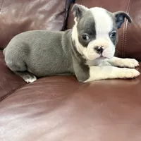 Tucker, a male Boston Terrier for sale in Texarkana, AR – Photo 3 of 5