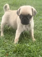 Patsy, a female Pug for sale in Texarkana, AR – Photo 1 of 3