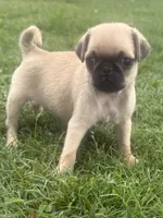 Patsy, a female Pug for sale in Texarkana, AR – Photo 2 of 3