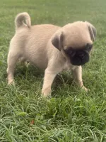 Patsy, a female Pug for sale in Texarkana, AR – Photo 3 of 3