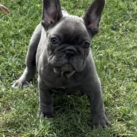 Lacee, a female French Bulldog for sale in Texarkana, AR – Photo 3 of 4