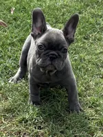 Lacee, a female French Bulldog for sale in Texarkana, AR – Photo 3 of 4