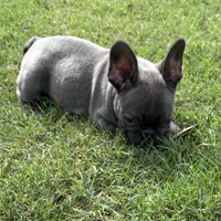 Lacee, a female French Bulldog for sale in Texarkana, AR – Photo 4 of 4