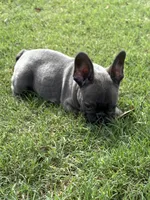 Lacee, a female French Bulldog for sale in Texarkana, AR – Photo 4 of 4