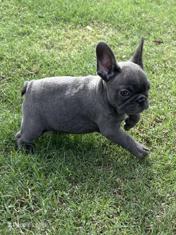 Lacee, a female French Bulldog for sale in Texarkana, AR – Photo 1 of 4
