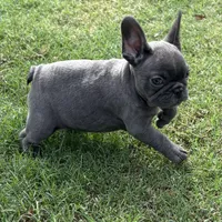 Lacee, a female French Bulldog for sale in Texarkana, AR – Photo 1 of 4