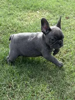 Lacee, a female French Bulldog for sale in Texarkana, AR – Photo 1 of 4