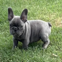 Lacee, a female French Bulldog for sale in Texarkana, AR – Photo 2 of 4