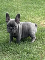 Lacee, a female French Bulldog for sale in Texarkana, AR – Photo 2 of 4