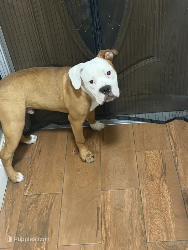 Rusty – English Bulldog, American Bulldog puppy for sale in Coral Springs, FL