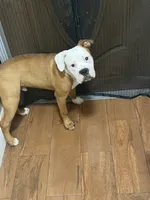 Rusty, a male English Bulldog and American Bulldog for sale in Coral Springs, FL – 1 of 11