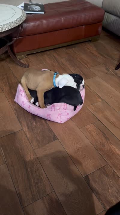 Rusty, a male English Bulldog and American Bulldog for sale in Coral Springs, FL – 7 of 7