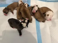 Bulldogs , a male English Bulldog and American Bulldog for sale in Coral Springs, FL – 3 of 8