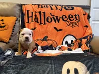 Dog , a male English Bulldog for sale in Coral Springs, FL – 6 of 7