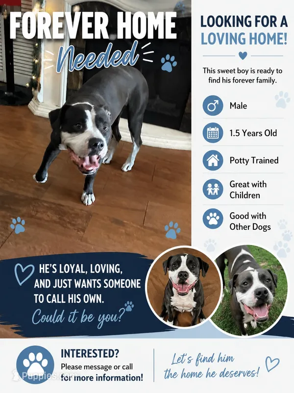 Rex – English Bulldog, American Bulldog puppy for sale in Coral Springs, FL