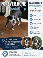 Rex, a male English Bulldog and American Bulldog for sale in Coral Springs, FL – 1 of 2