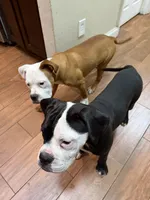 Rain, a male English Bulldog and American Bulldog for sale in Coral Springs, FL – 3 of 7