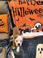 Dog , a male English Bulldog for sale in Coral Springs, FL – 4 of 7