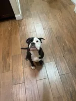 Rusty, a male English Bulldog and American Bulldog for sale in Coral Springs, FL – 11 of 11