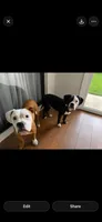 Rain, a male English Bulldog and American Bulldog for sale in Coral Springs, FL – 2 of 7