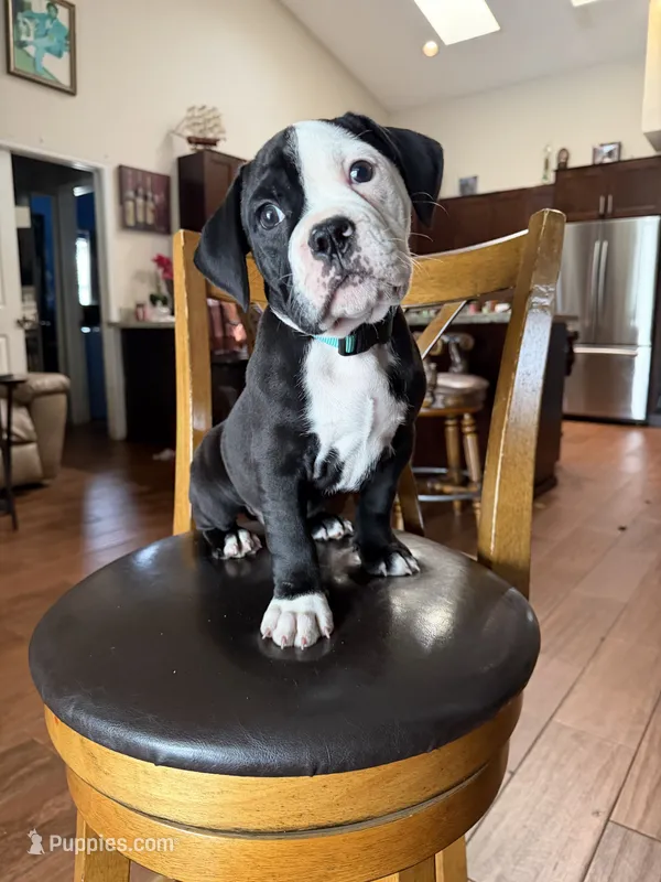 Rain – English Bulldog, American Bulldog puppy for sale in Coral Springs, FL