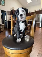 Rain, a male English Bulldog and American Bulldog for sale in Coral Springs, FL – 1 of 3