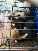 Rusty, a male English Bulldog and American Bulldog for sale in Coral Springs, FL – 3 of 7