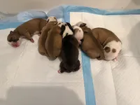 Bulldogs , a male English Bulldog and American Bulldog for sale in Coral Springs, FL – 8 of 8