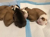 Bulldogs , a male English Bulldog and American Bulldog for sale in Coral Springs, FL – 2 of 8