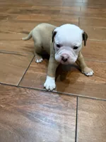 Bulldogs , a male English Bulldog and American Bulldog for sale in Coral Springs, FL – 4 of 4