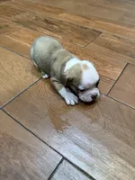 Bulldogs , a male English Bulldog and American Bulldog for sale in Coral Springs, FL – 2 of 4