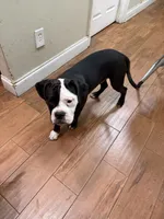 Rain, a male English Bulldog and American Bulldog for sale in Coral Springs, FL – 1 of 7