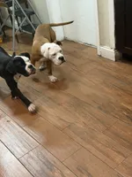 Rain, a male English Bulldog and American Bulldog for sale in Coral Springs, FL – 6 of 7