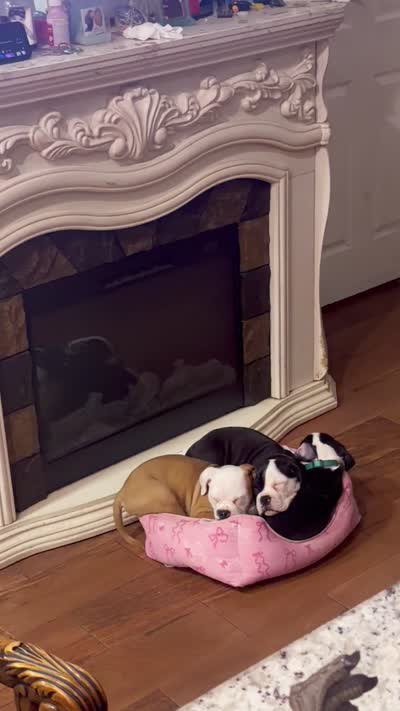 Rain, a male English Bulldog and American Bulldog for sale in Coral Springs, FL – 3 of 3
