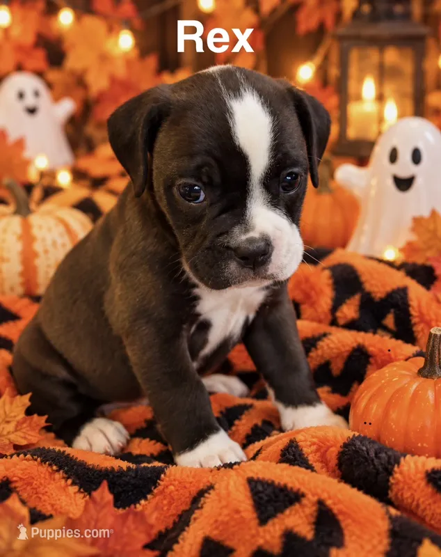 Dog  – English Bulldog puppy for sale in Coral Springs, FL