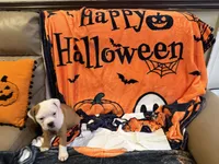 Dog , a male English Bulldog for sale in Coral Springs, FL – 3 of 7