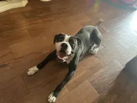Rex, a male English Bulldog and American Bulldog for sale in Coral Springs, FL – 2 of 2