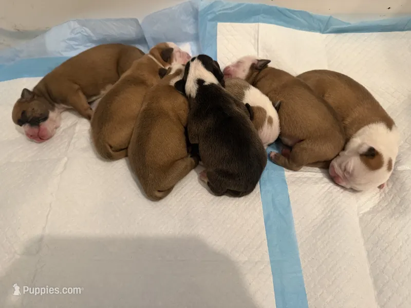 Bulldogs  – English Bulldog, American Bulldog puppy for sale in Coral Springs, FL