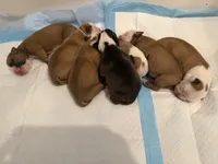 Bulldogs , a male English Bulldog and American Bulldog for sale in Coral Springs, FL – 1 of 8