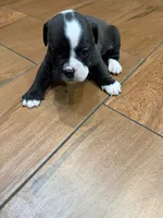 Bulldogs , a male English Bulldog and American Bulldog for sale in Coral Springs, FL – 3 of 4