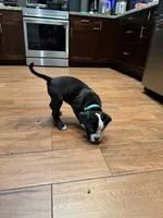 Rain, a male English Bulldog and American Bulldog for sale in Coral Springs, FL – 2 of 3